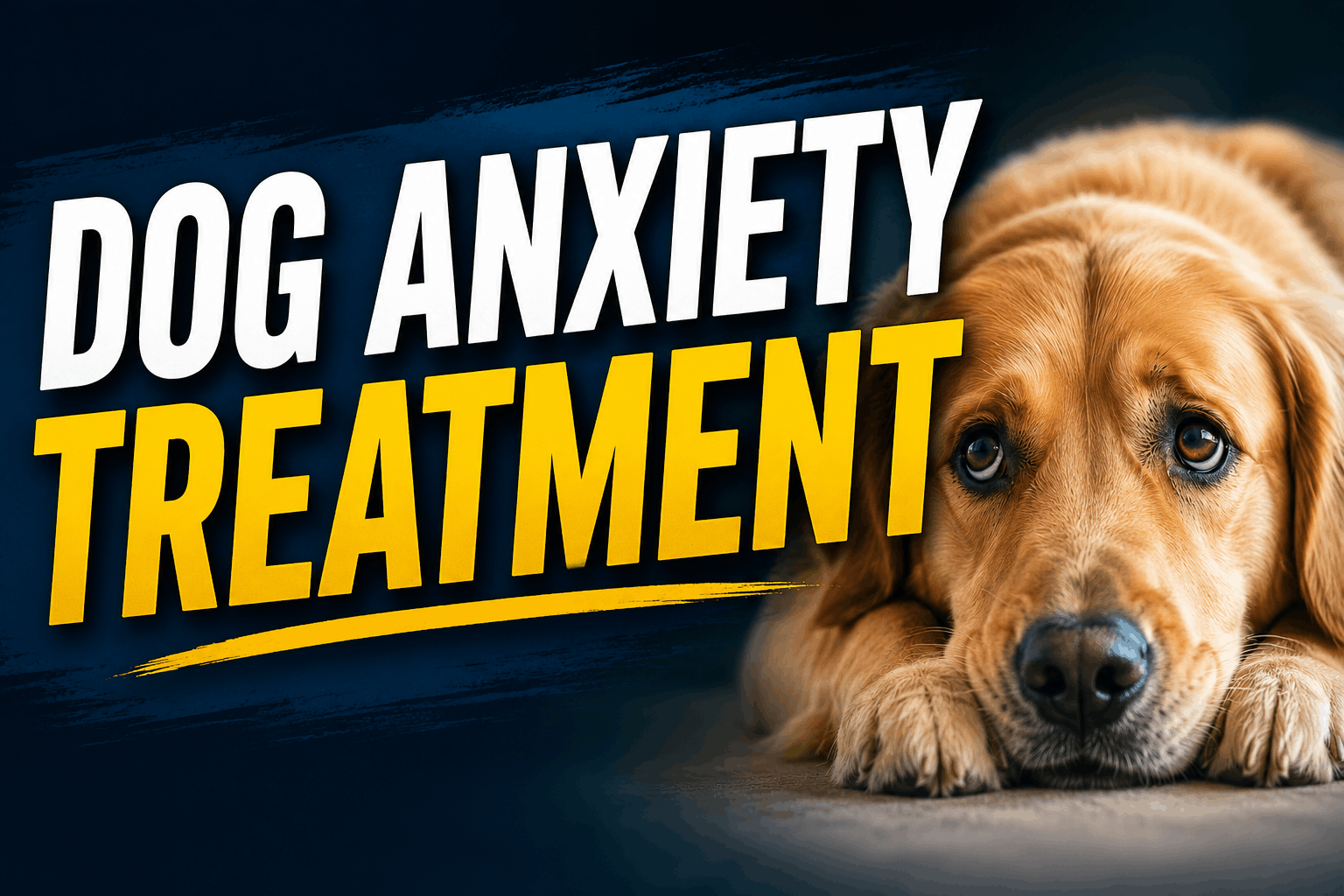 Dog Anxiety Treatment: 7 Ways to Help an Anxious Dog Feel Better