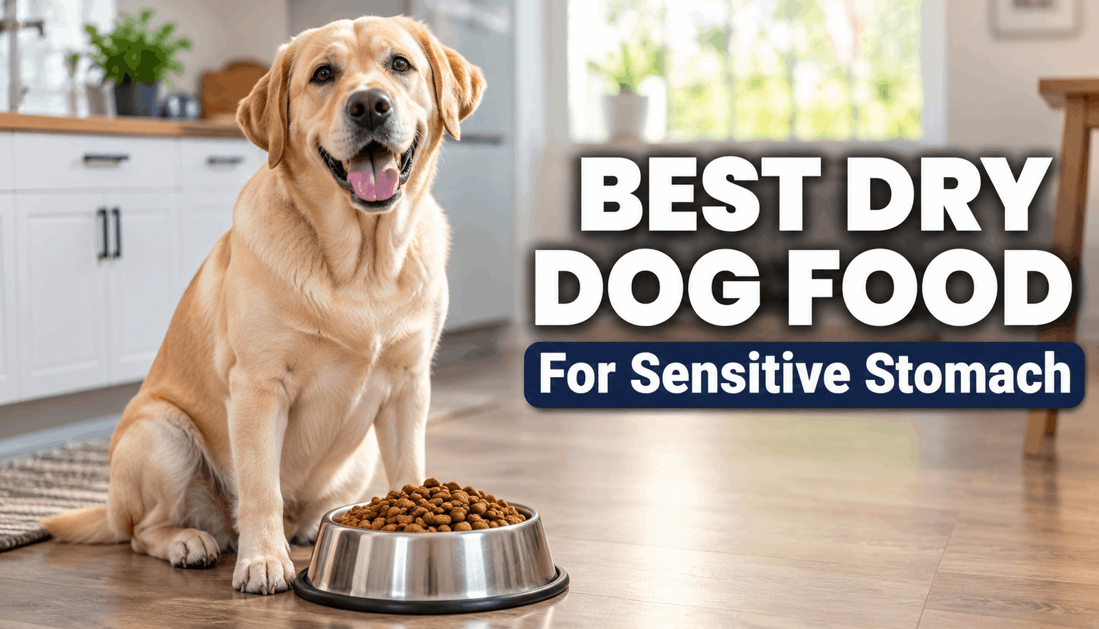 7 Best Dry Dog Foods for Sensitive Stomach in 2026