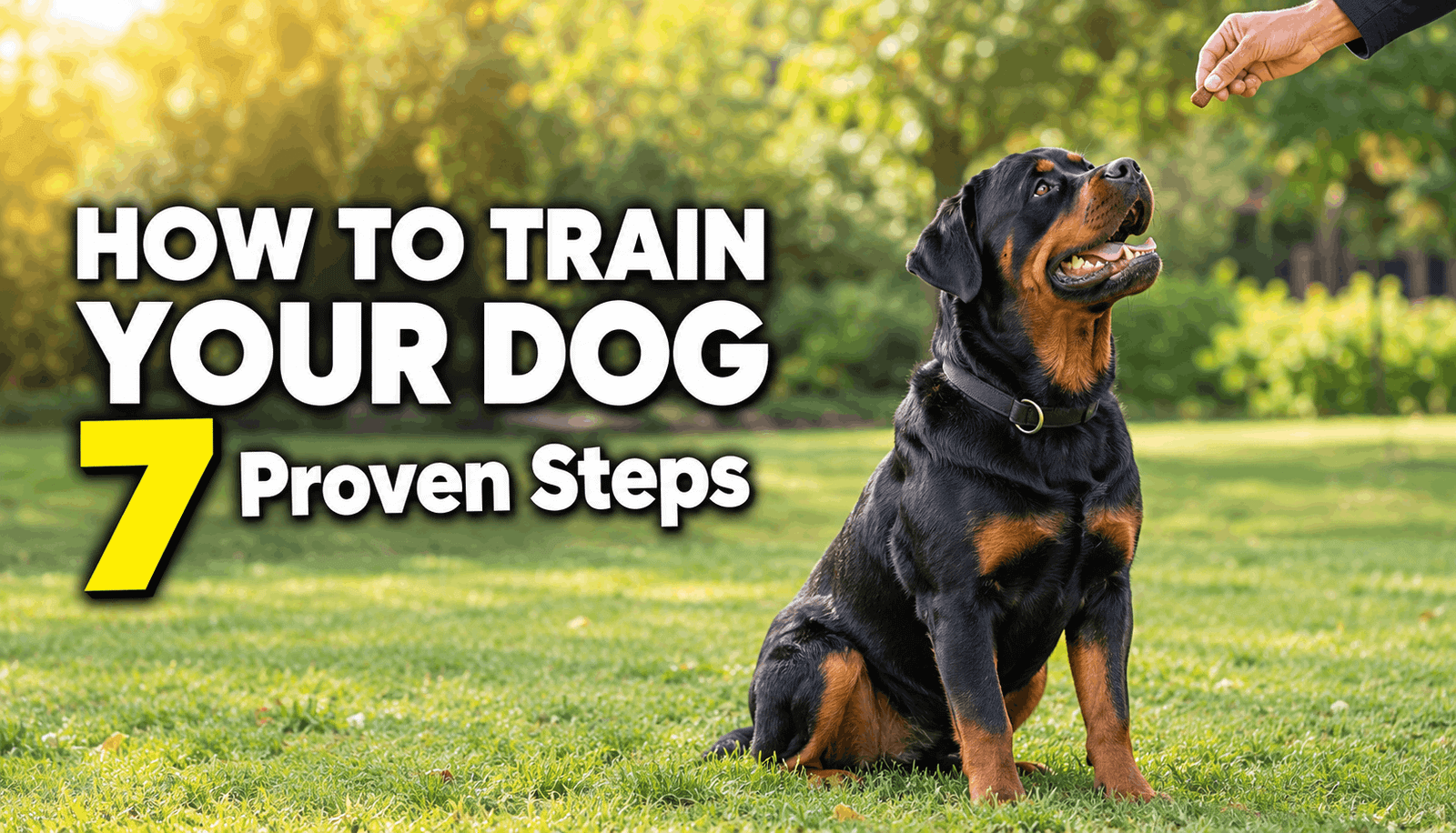 How to Train Your Dog: 7 Proven Steps from Beginner to Pro